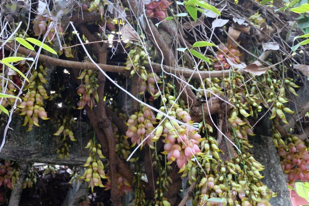 药用植物园的白色及粉红色禾雀花(白花油麻藤,大果油麻藤)▲蕨类