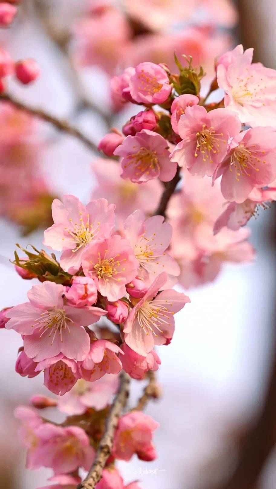 【山水赏花自组团】3月30/31日无锡鼋头渚樱花季一日游178元/人(含