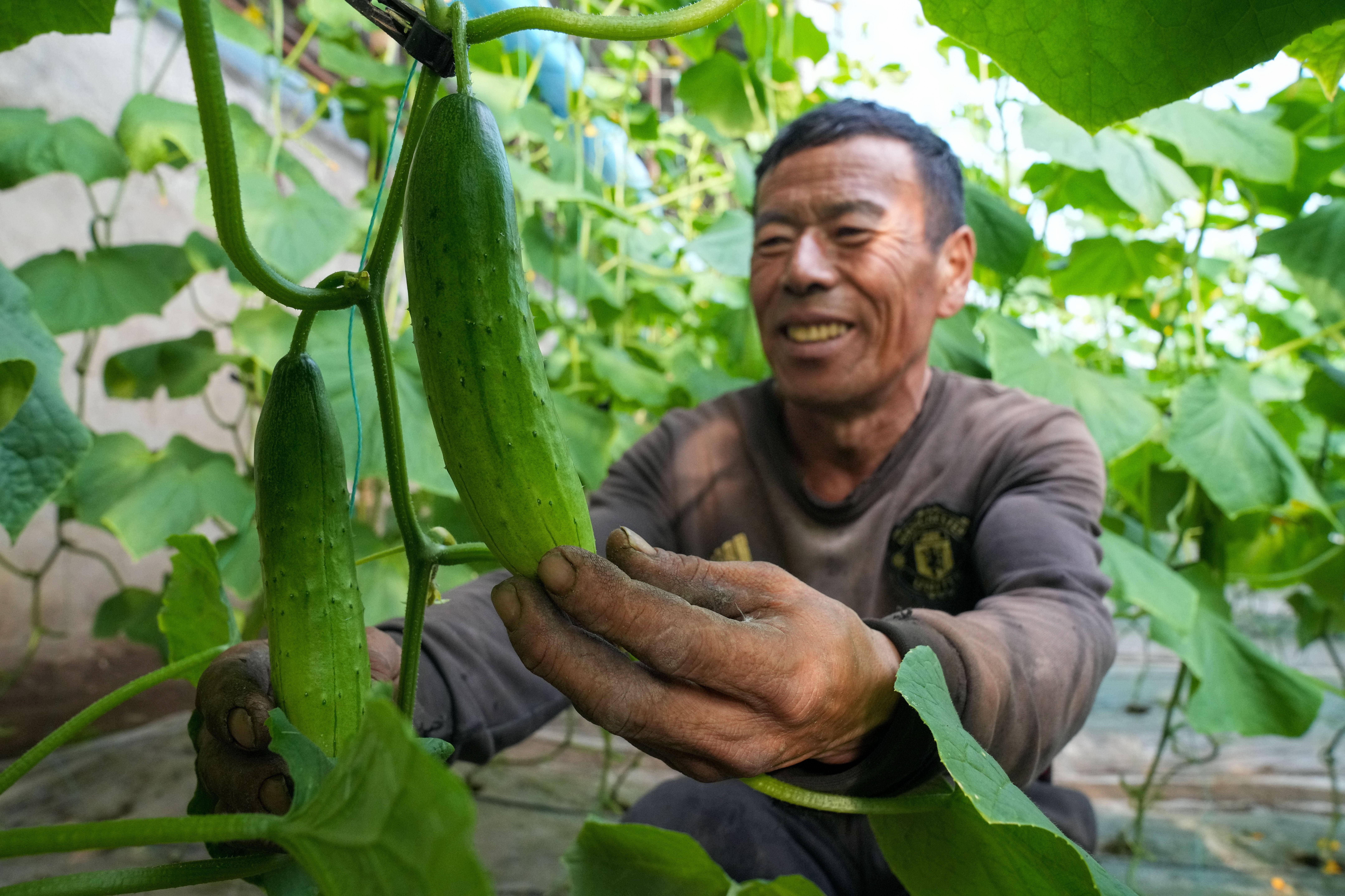 黑龙江宁安：温室蔬菜大棚产业“开花结果”助增收_王建威_新华社_兴盛村