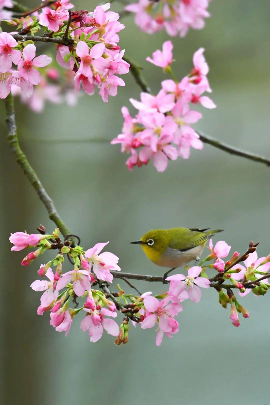 广东春分花图片