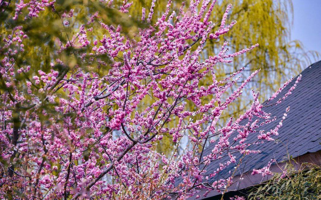 超20000株青岛梅花节来了