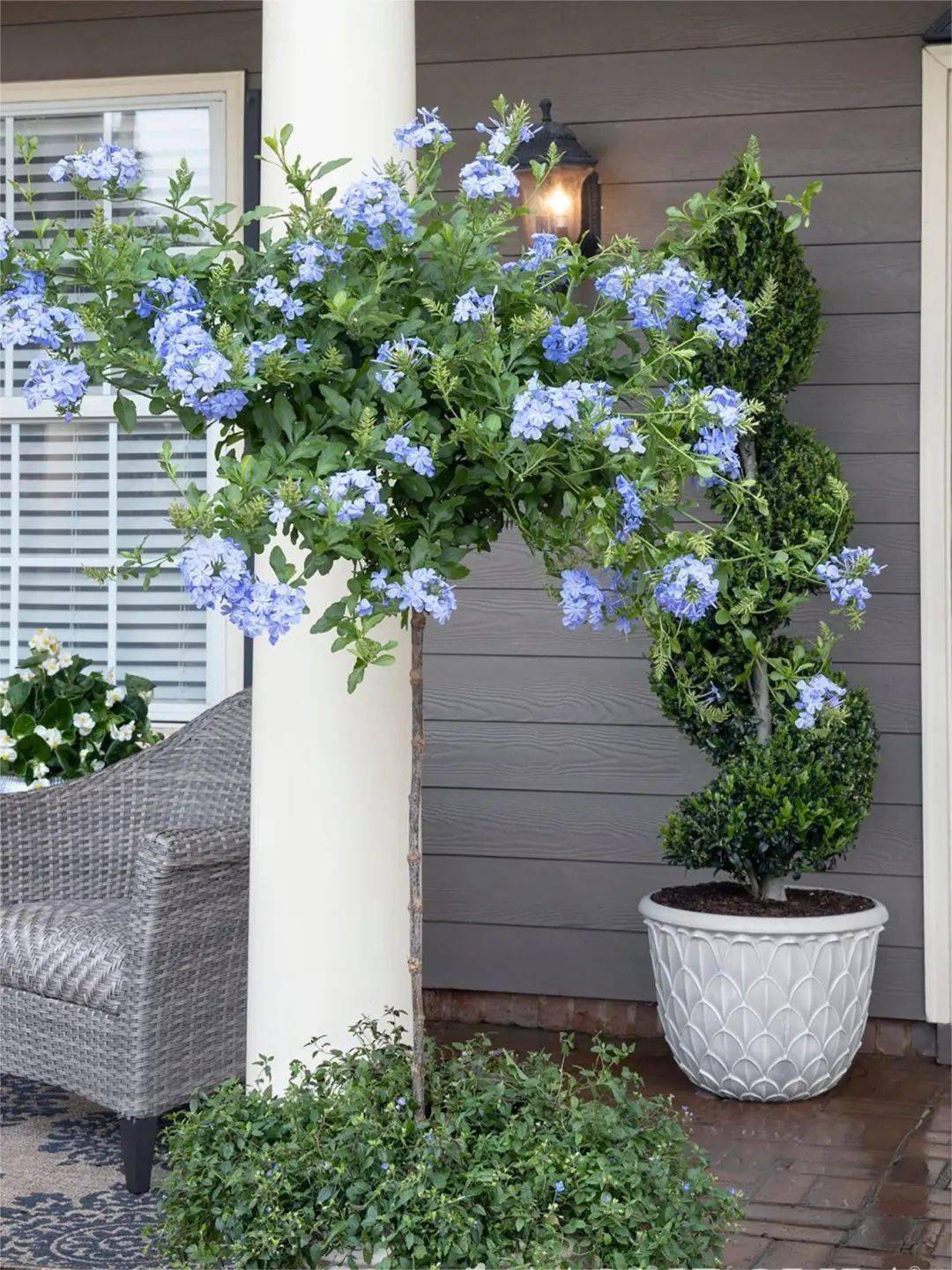 这些花不挑地盆栽也开爆让小阳台变身绝美花海