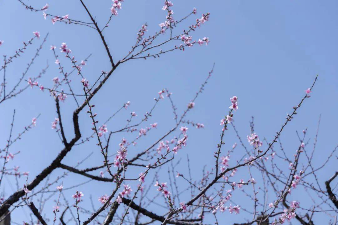 这几天源东乡好美好热闹漫山遍野的桃花开了争奇斗艳