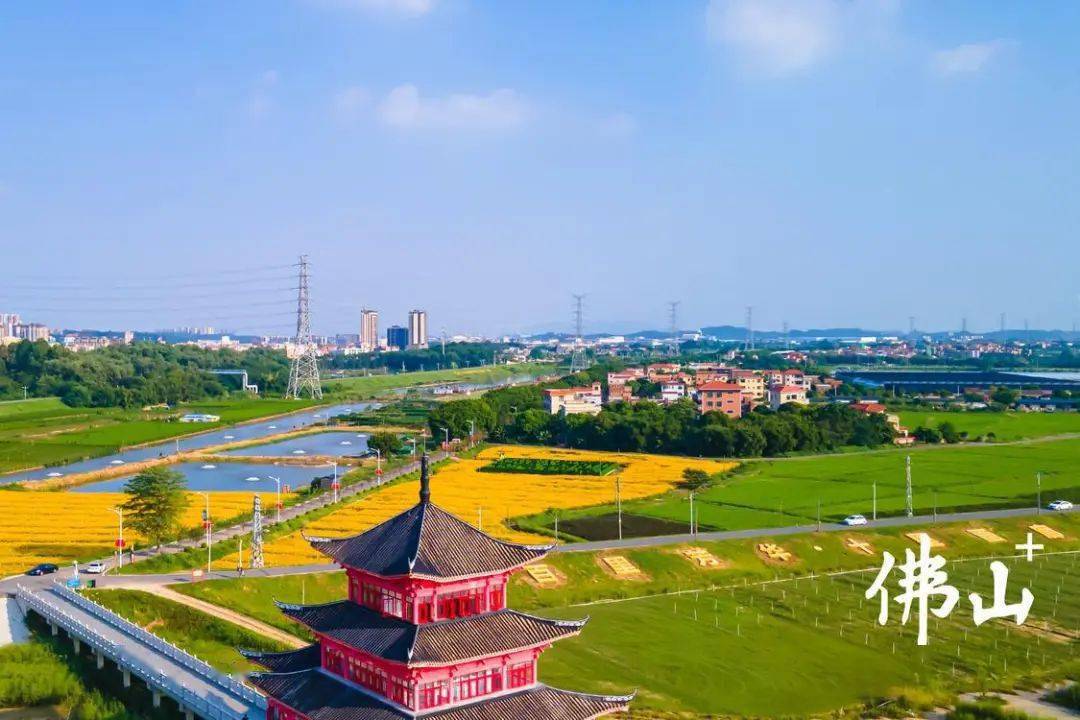 竞标争先开新局!三水点面结合,闯出农村发展新路径
