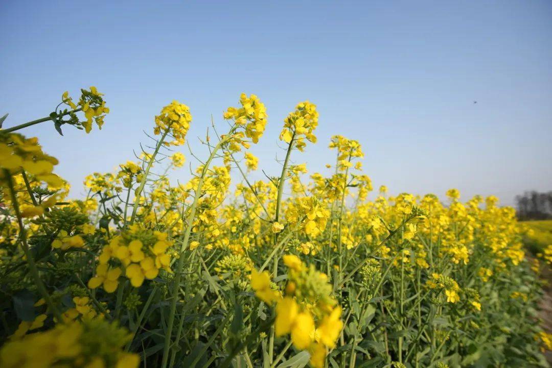 安州区秀水镇油菜花图片