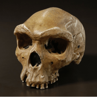 海德堡人头骨化石(来源:知乎)海德堡人复原像(来源:网易)可能大家还想