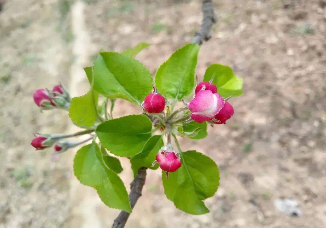 苹果树开花结果图片