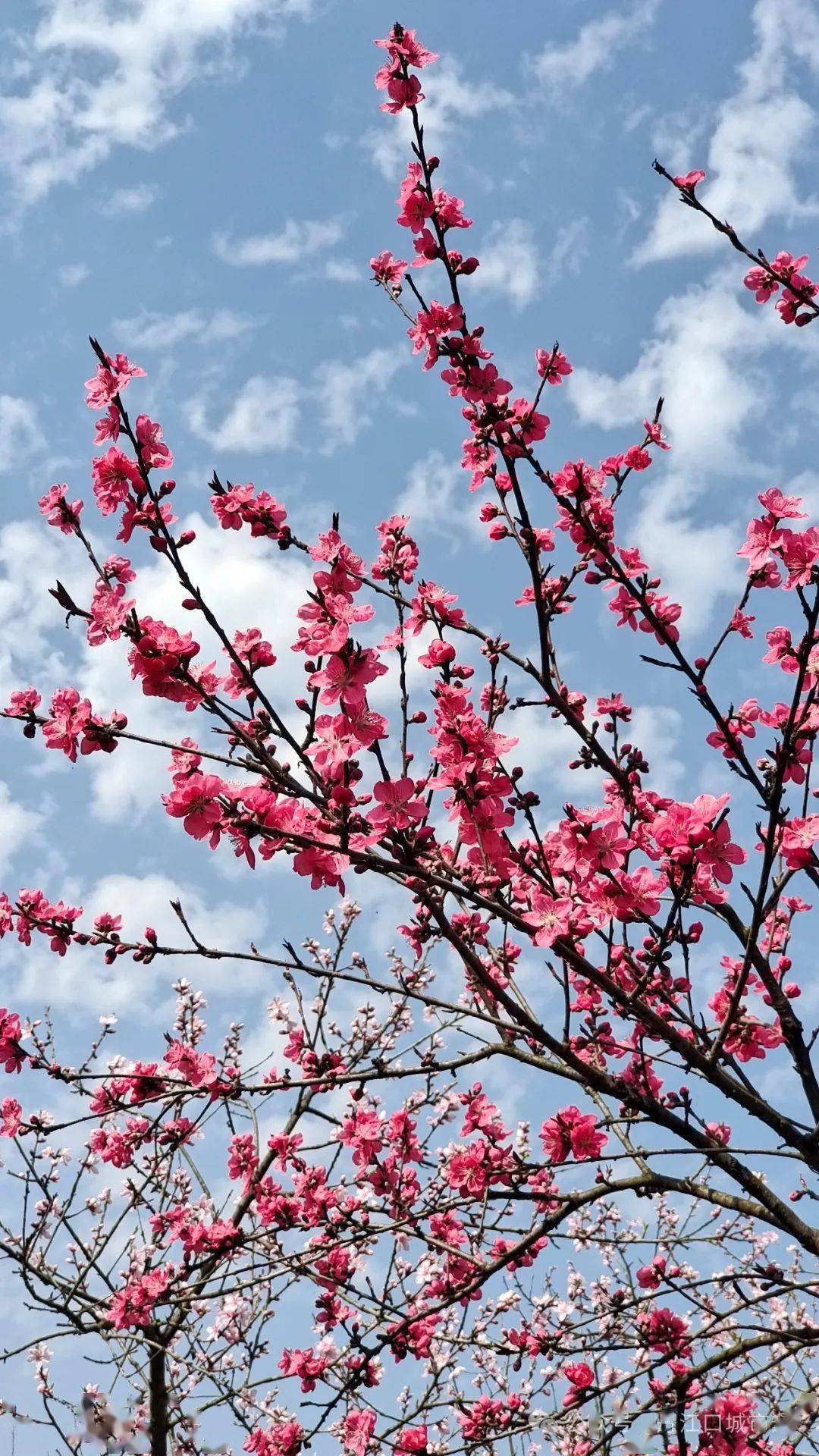 桃花竖屏壁纸图片