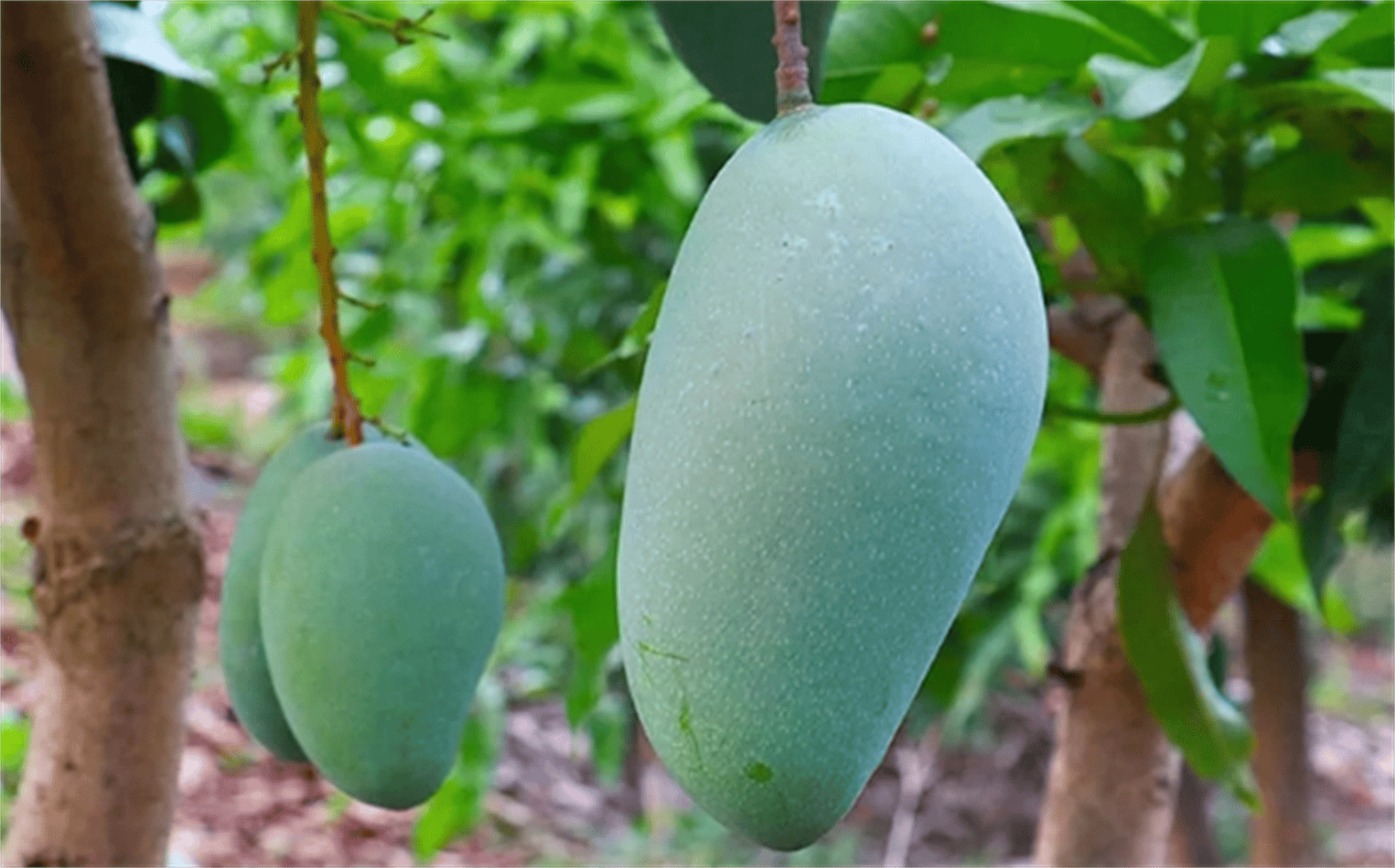 大青芒,美味与健康的完美融合!