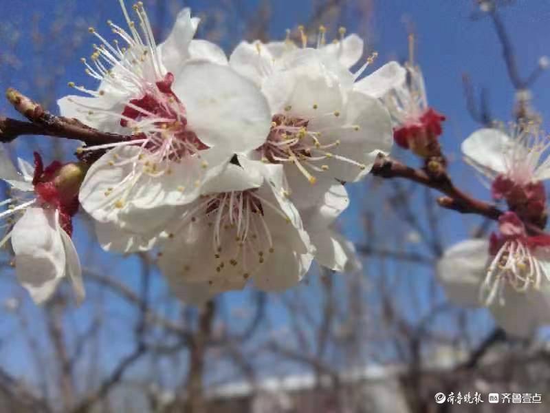 山杏图片开花图片