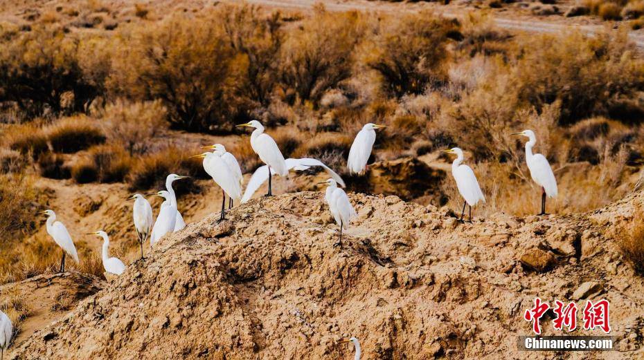 青海可鲁克湖托素湖自然保护区迎来多种候鸟栖息觅食
