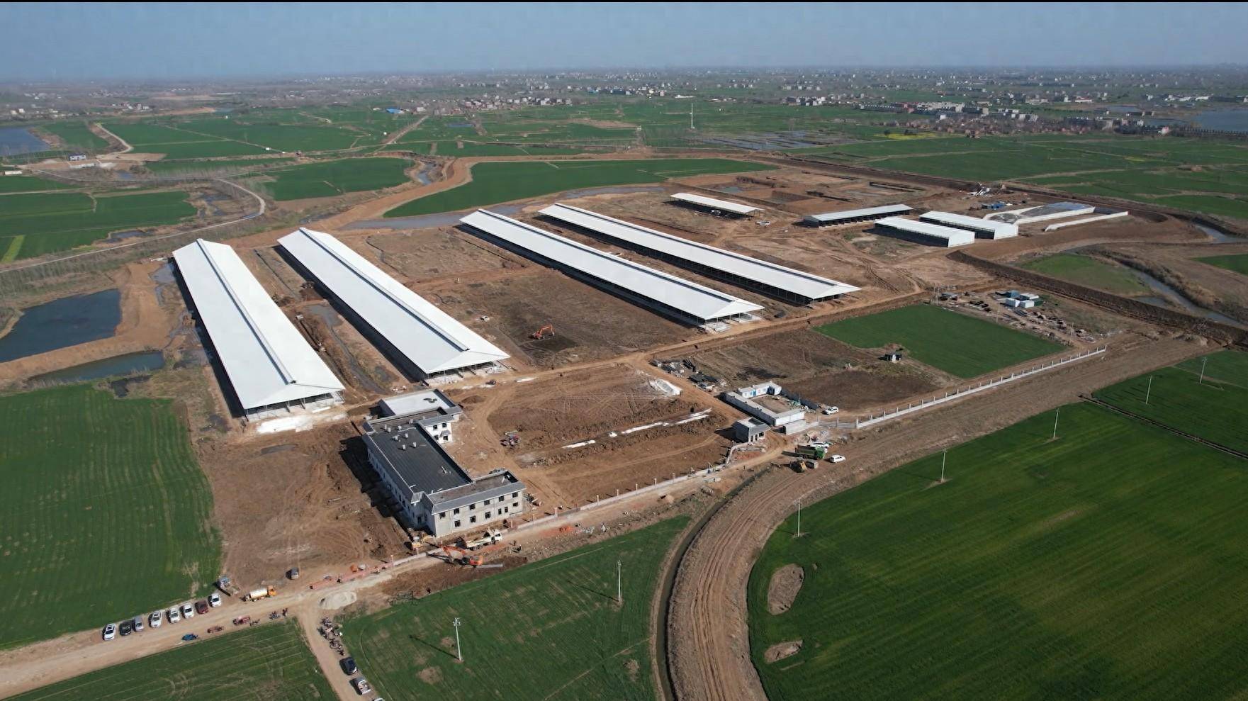 依托农业基础淮滨大力发展养殖业