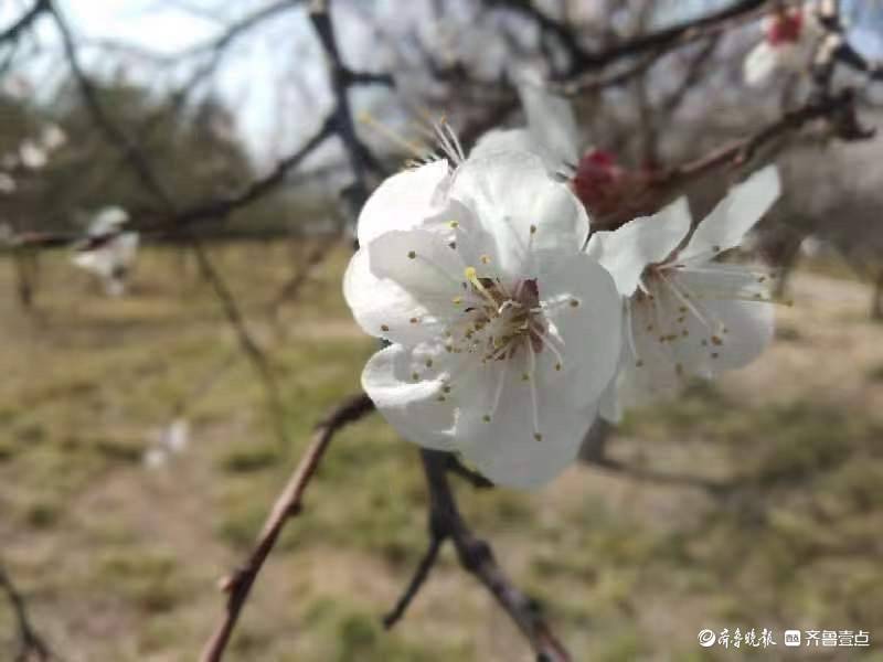 山杏图片开花图片