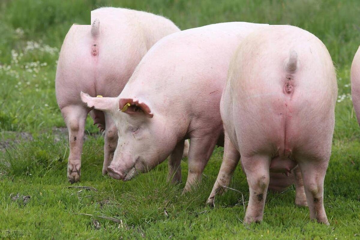 2024年种什么,养什么?辽宁推介发布114个农业主导品种