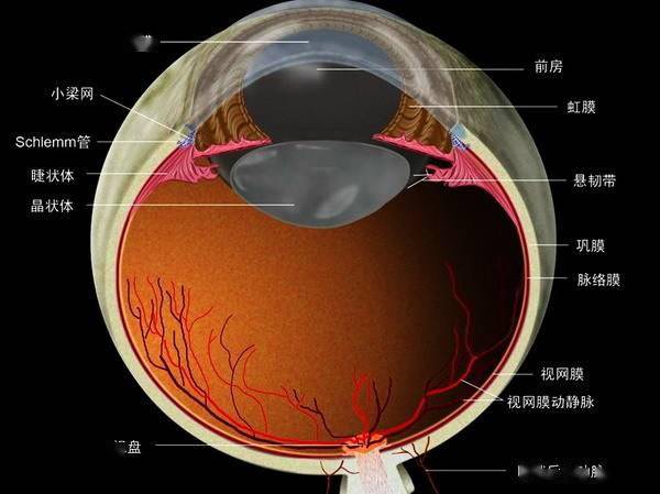 眼睛解剖结构图集 (超详收藏) 发布于：山西省正常眼球解剖图 正常眼底视网膜解剖图 眼球睫状体的后面