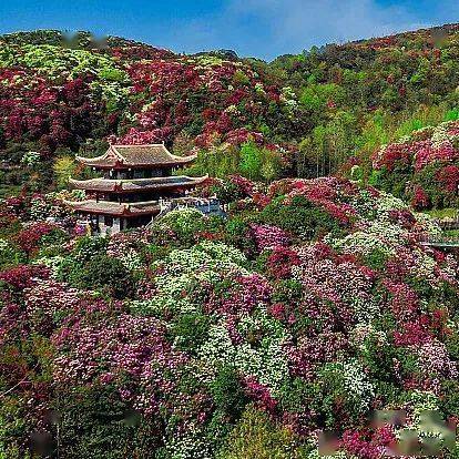 百里杜鹃风景区