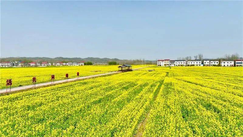 快来一起看看美不胜收千亩油菜花竞相绽放谷城县盛康镇张棚村眼下油菜