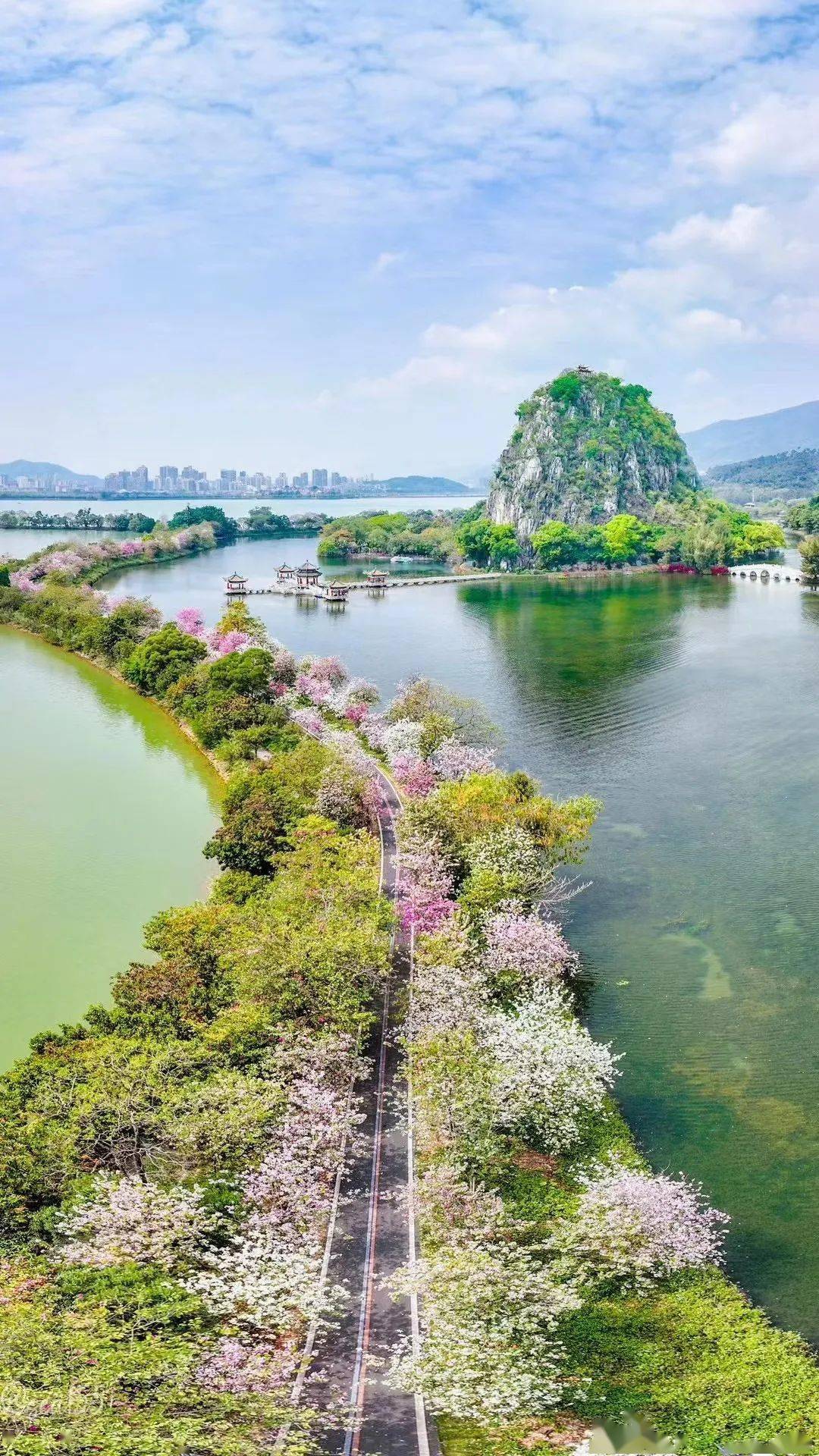 好美肇庆宫粉紫荆花海上线
