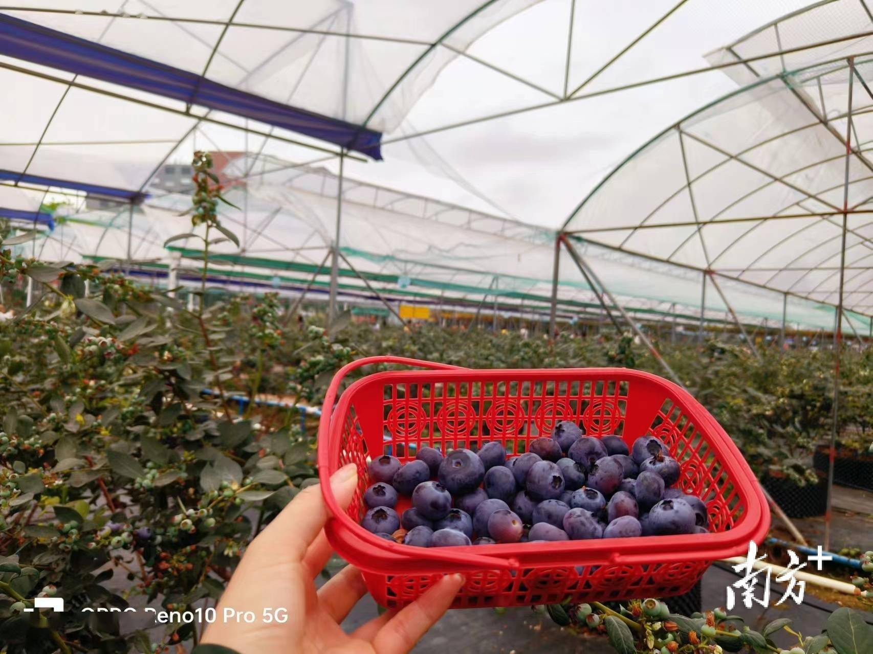 多图|麻涌蓝莓采摘季启动,"莓"好时光等你来_活动_旅游_创艺