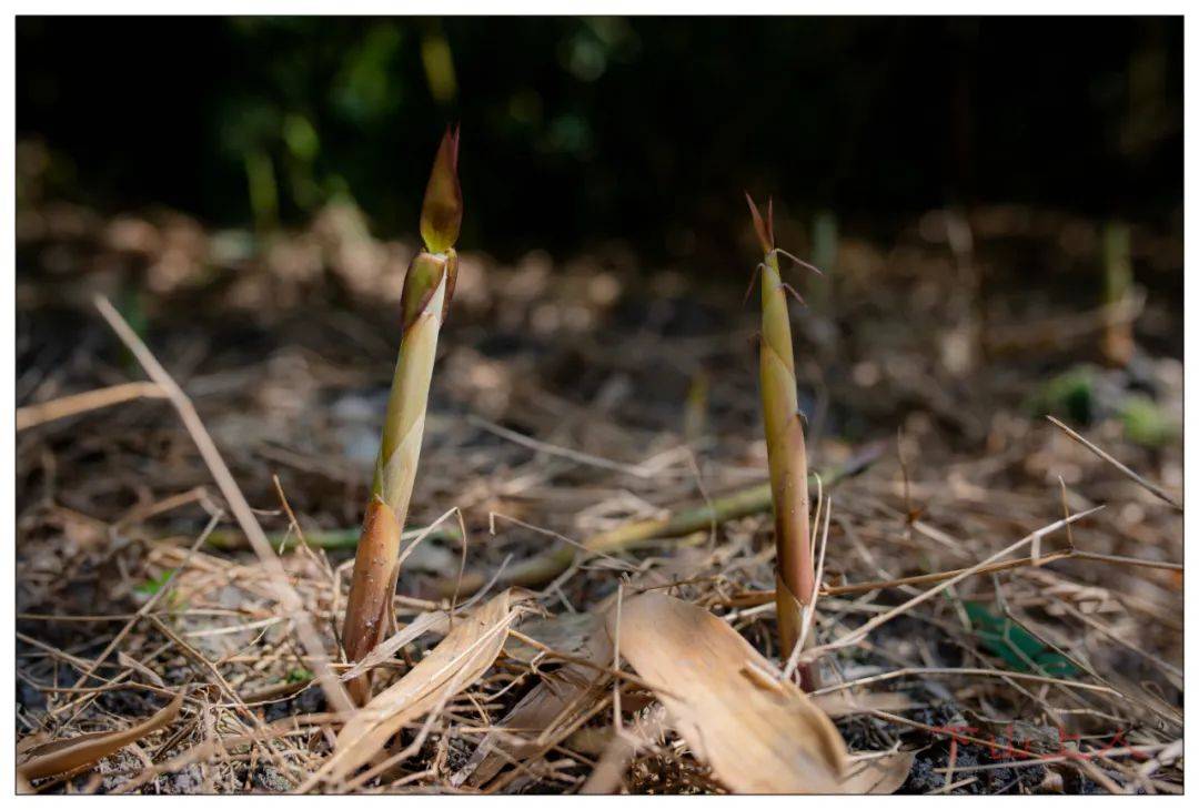 请到广宁来吃笋!_竹笋_文笋_肇庆
