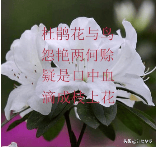 教人怕听(《闻铃》)我们知道,黛玉的贴身丫鬟叫紫鹃,寓意就是杜鹃啼血
