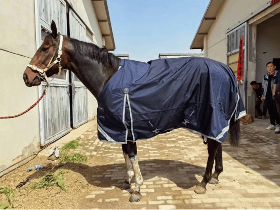 (武汉赛马俱乐部执行总经理胡俊向星腾马房练马师转交马衣)一行人来到