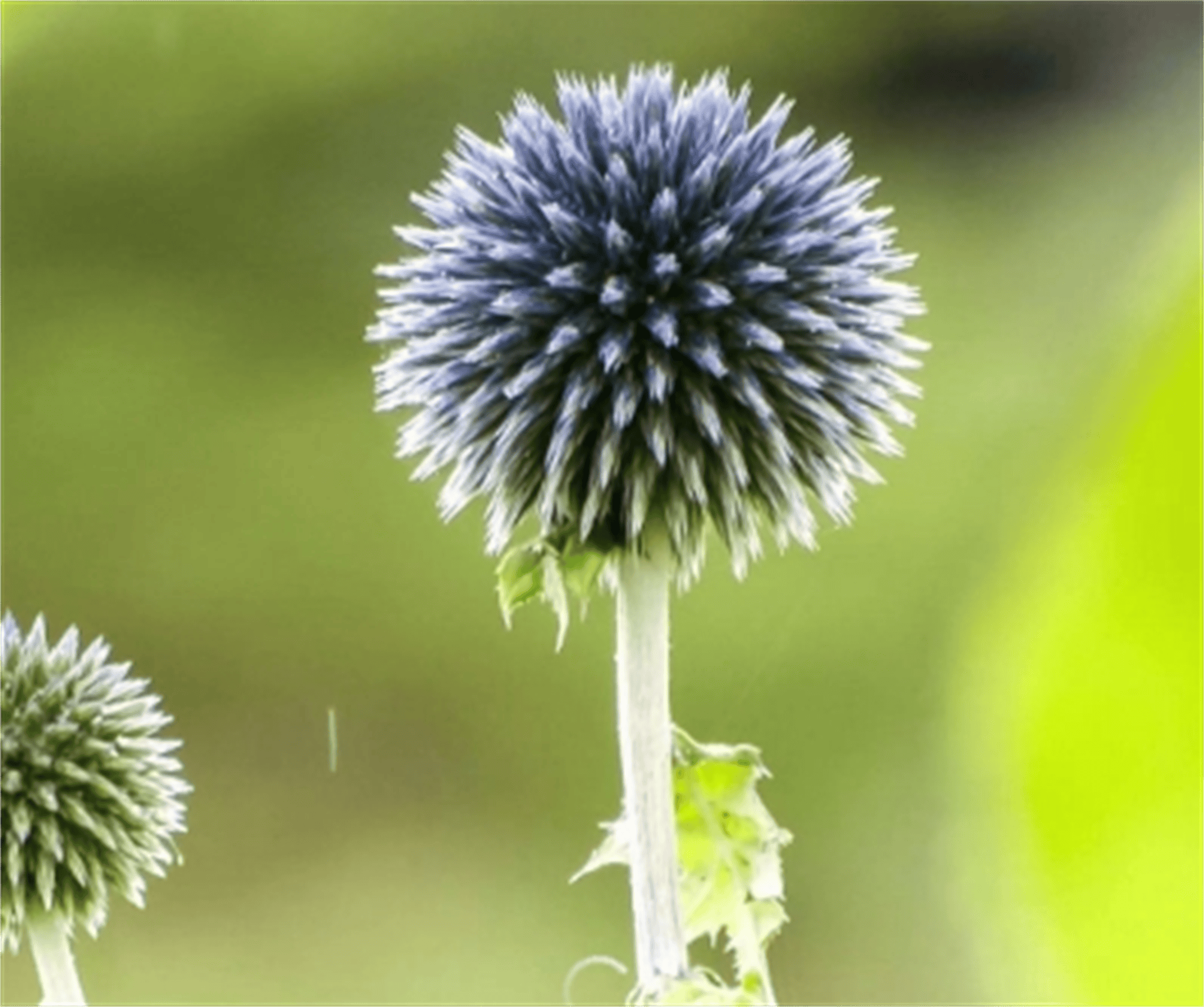 蒲公英图片 植物图片图片