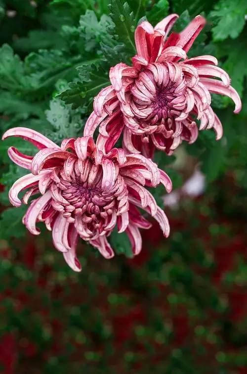 中国十大名花欣赏美极了