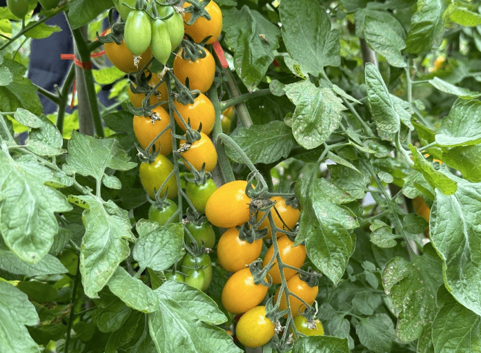 长乐七彩小番茄上市啦你中意哪种颜色