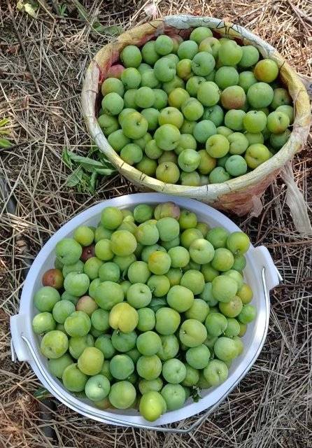 美好生活在云南玉溪元江三月李成熟错峰上市价格俏