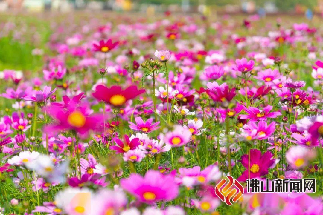 片波斯菊花海在桂城波斯菊99地址:南海区桂城街道涌源南路99门票