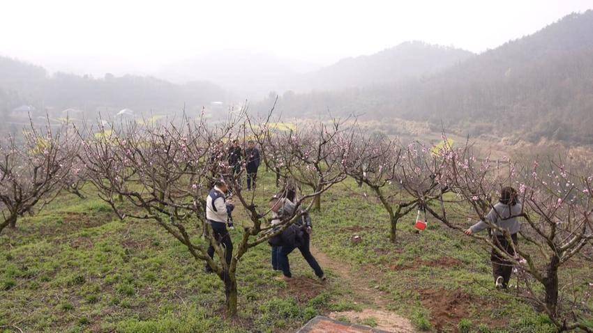 浠水"相约孟家冲桃花旅游节"开幕_游客_活动_丁司垱镇