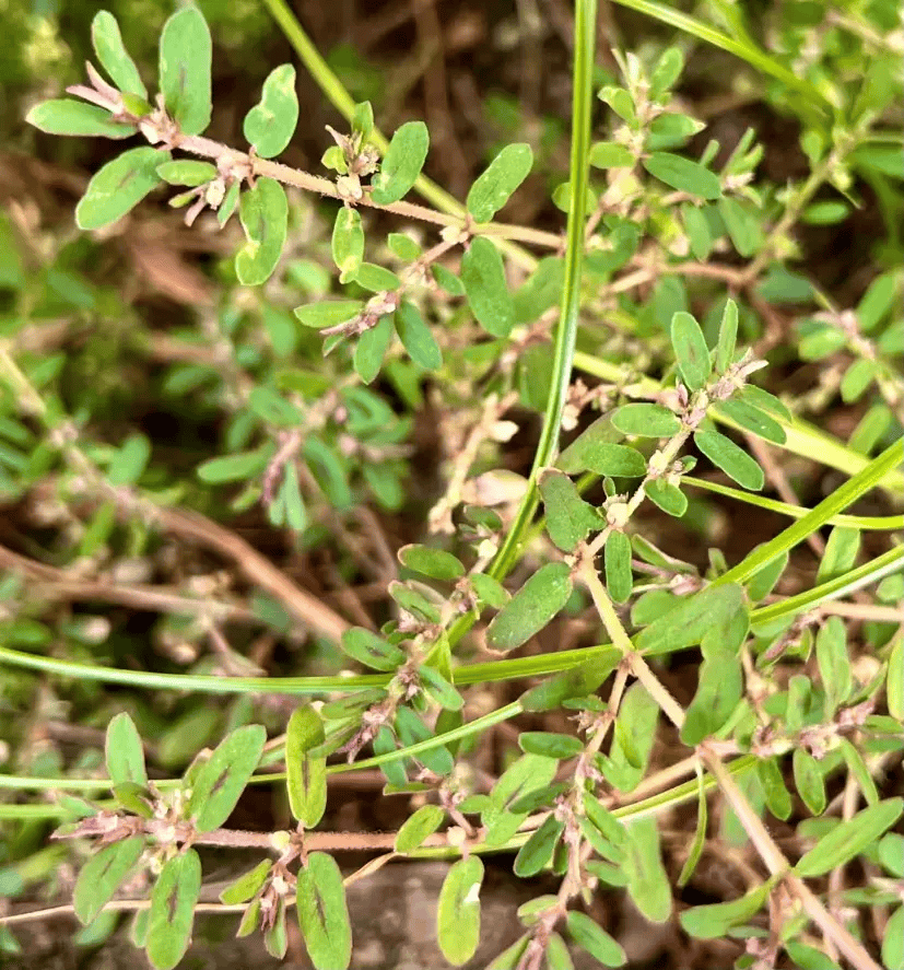 春鲜味美这15种野菜有毒不能乱吃切莫大意