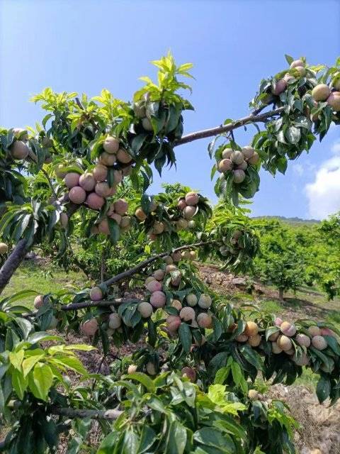 美好生活在云南玉溪元江三月李成熟错峰上市价格俏