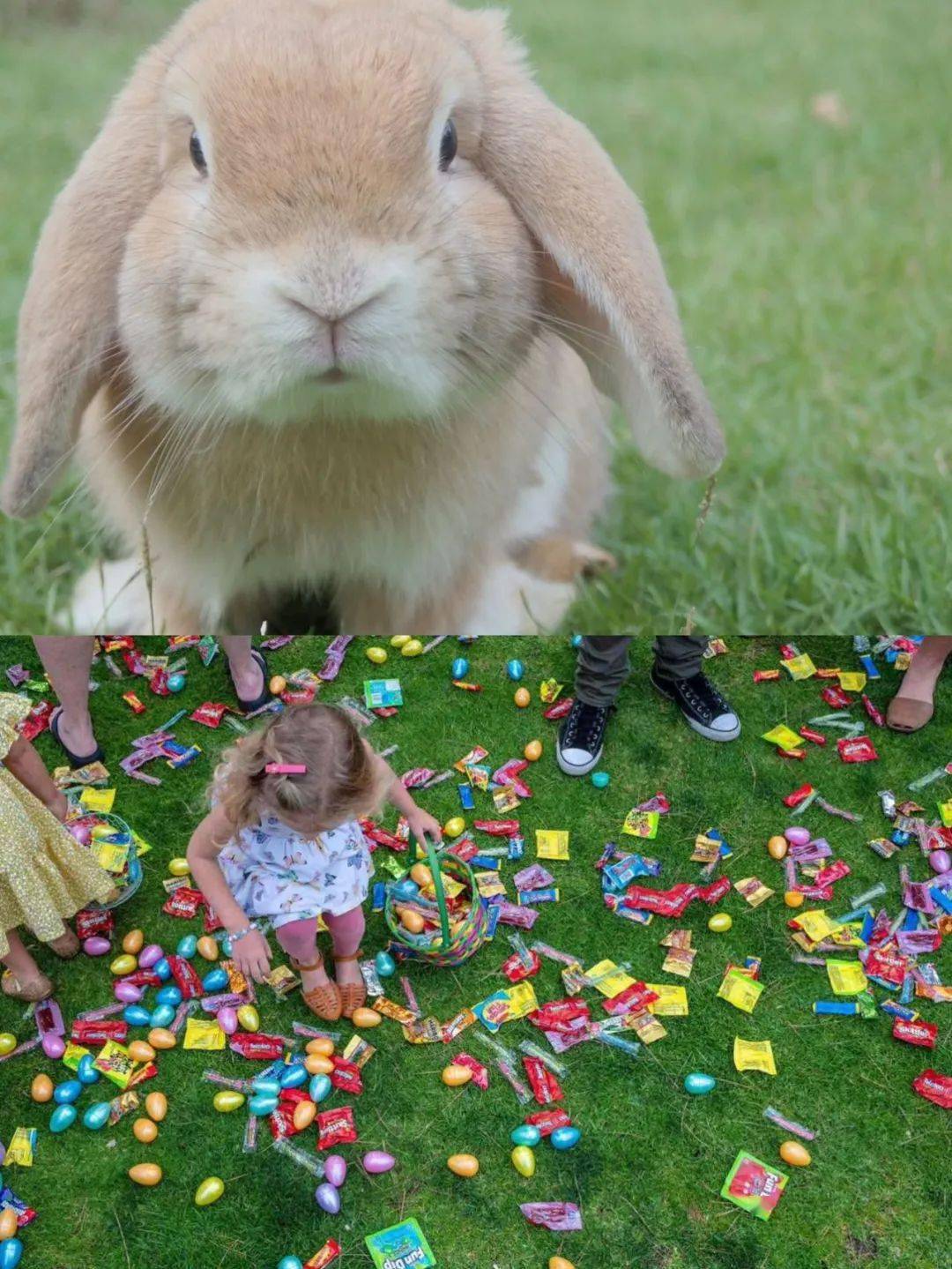 easter_地址_am
