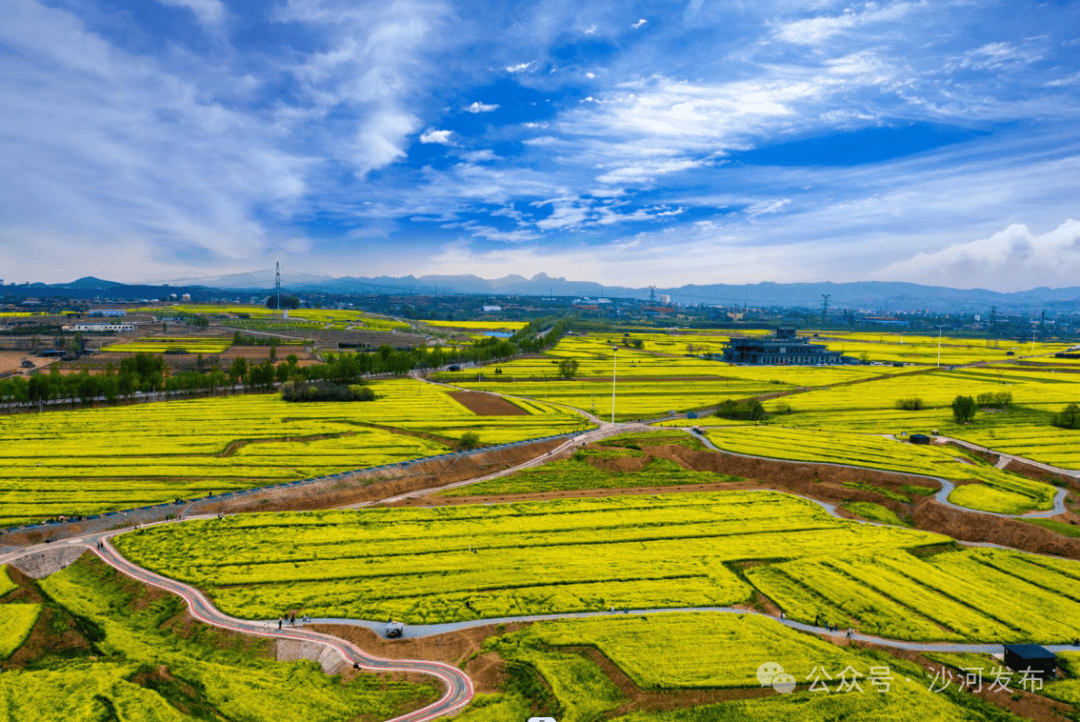 河北这万亩花海把浪漫拿捏了!_油菜花_红薯_沙河