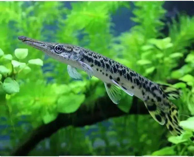 国门生物安全丨异宠不宜宠共护美好家园