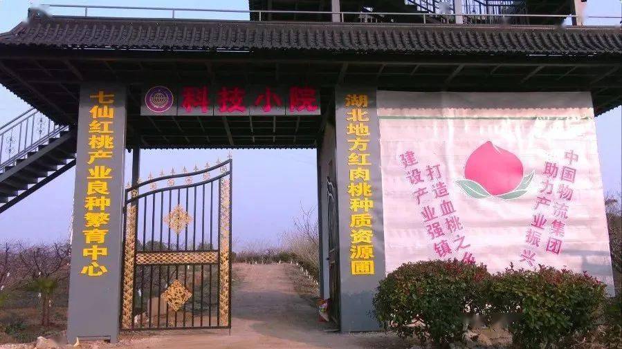 孝感这片八万亩桃花在央视灼灼盛放