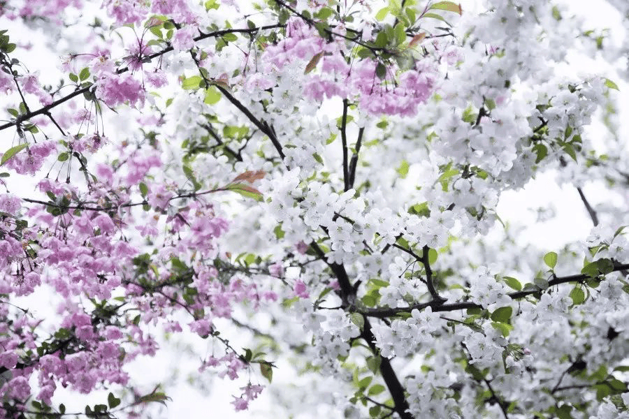 活动招募樱约而至跟随春天繁花似锦的脚步踏上一场赏