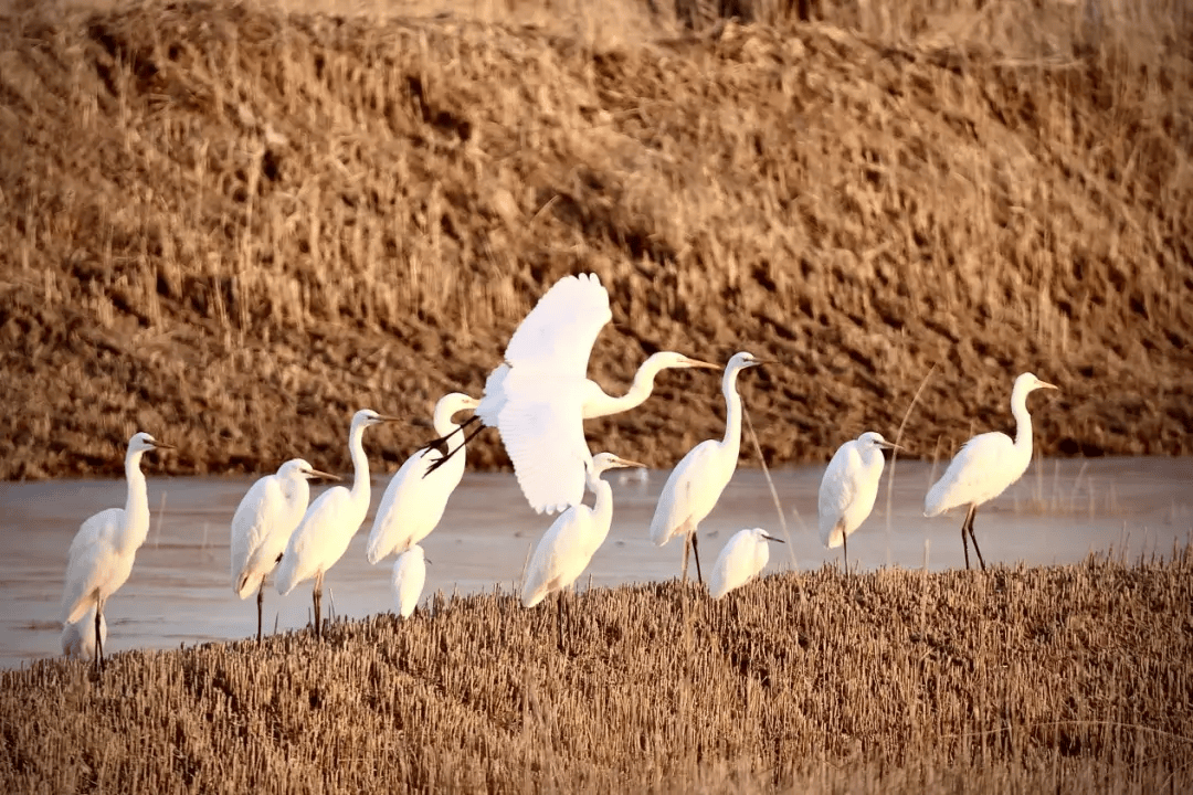 诗行碧波间南大港湿地白鹭栖息图卷