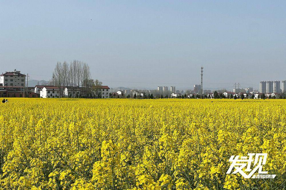 陕西汉中洋县万亩金黄吸引八方游客_油菜花_旅游_花海