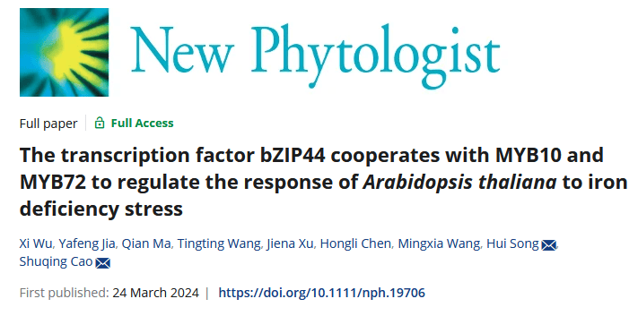 ion factor bzip44 cooperates with myb10 and myb72 to regulate
