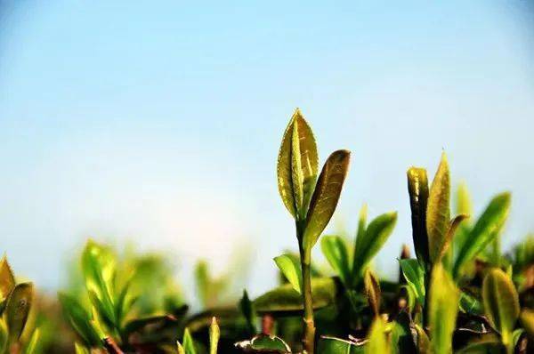 凤茶新芽在史料中,也隐约可见凤茶的踪迹,《东溪试茶录·茶名》记载:"