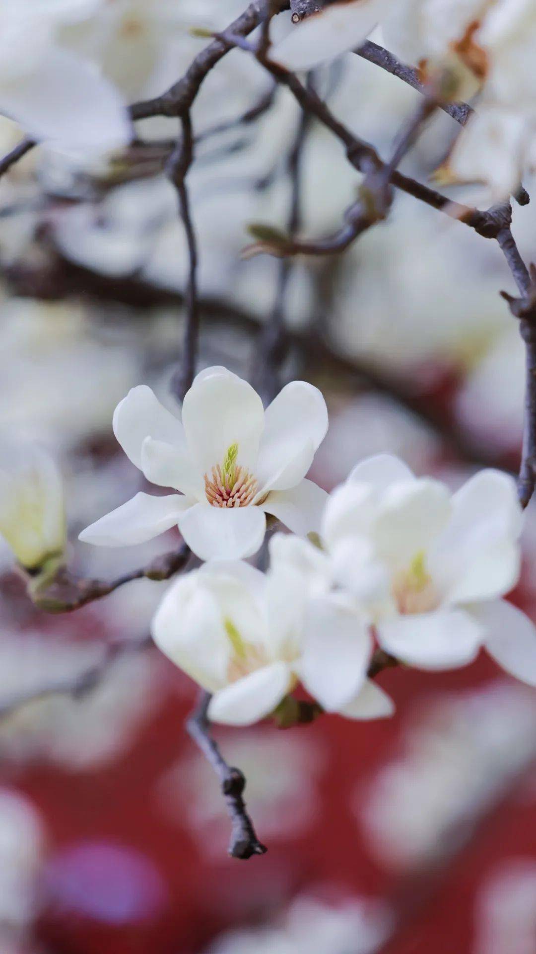 春风有信 春花有期