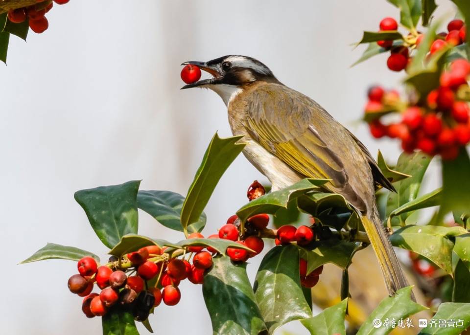 趵突泉公园树上的小红果成了白耳鹎鸟的美食