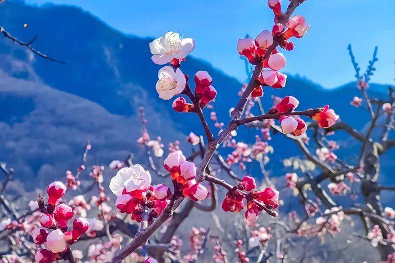 1日又见61金海湖北京千岛湖の游船帆船游锯齿崖岛桃花岛中国杏花第