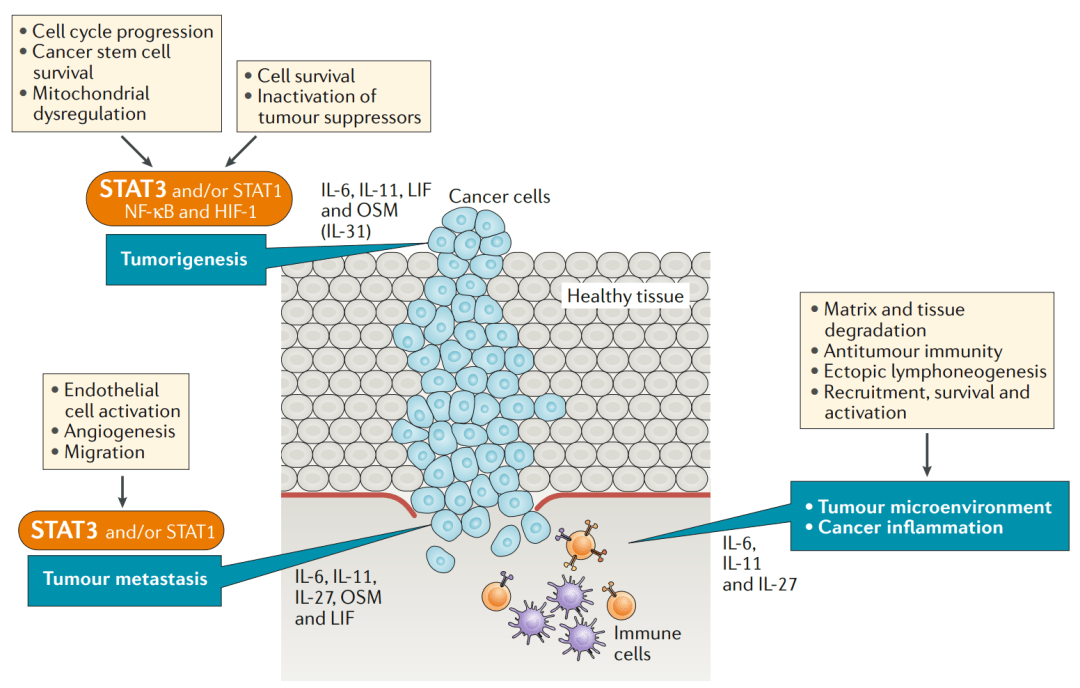 肿瘤免疫微环境的15个细胞因子