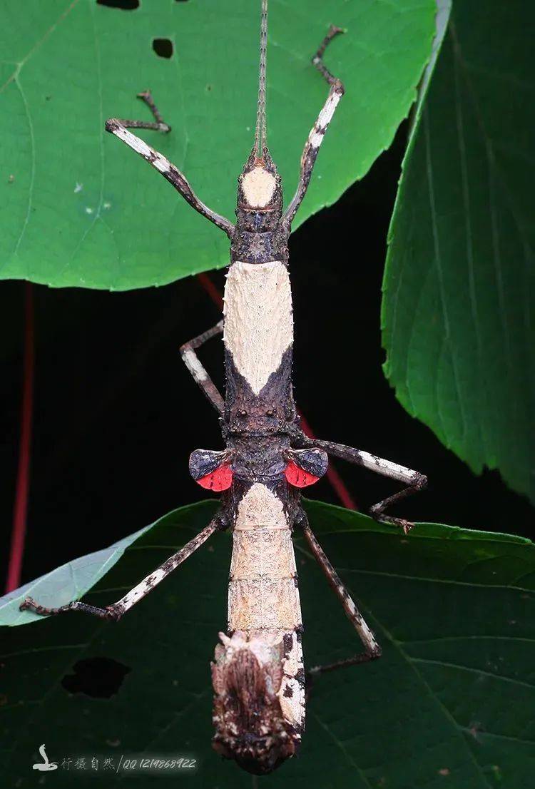 广西清明放假十一天打工人实名羡慕了