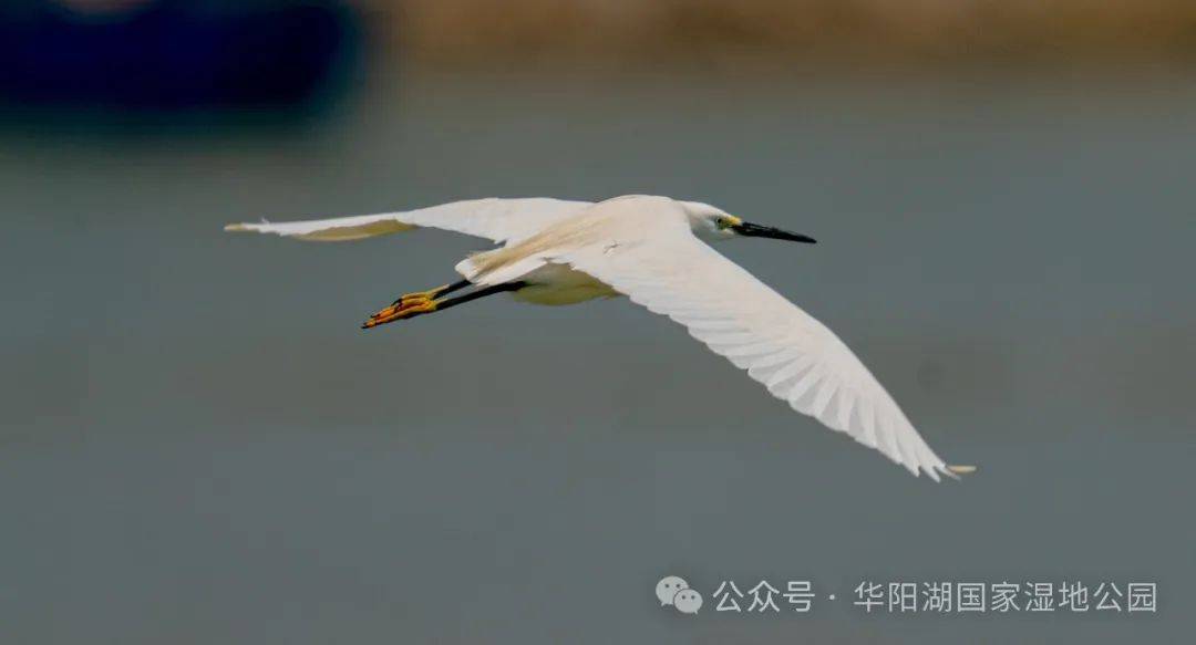 资讯珍爱鸟类绿美广东华阳湖国家湿地公园记录鸟类87种