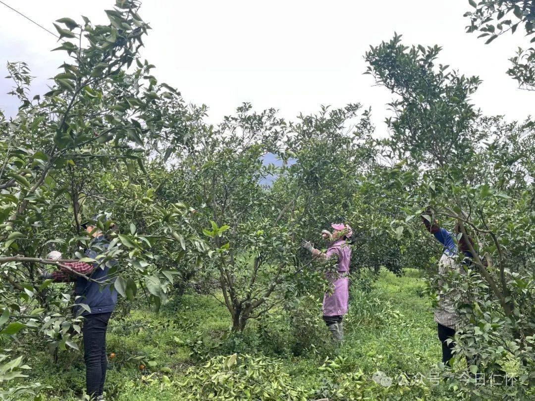 武胜耙耙柑基地图片